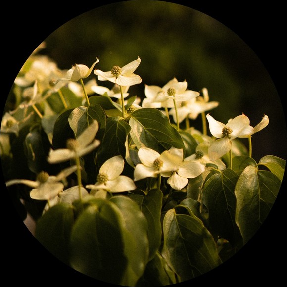 folkandfleurish